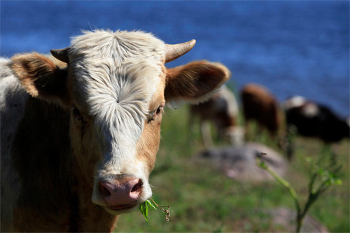 90 farting cows start fire at dairy farm | ABS-CBN News