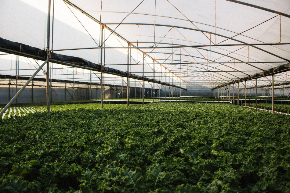 This Duo Is Bringing Quality Benguet Produce To Metro Manila