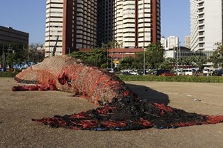 The dead whale spread out on the front lawn of CCP is award-winning