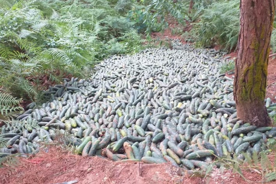 Benguet farmers are disposing sacks and sacks of perfectly fine pipino — here’s what can be done 2