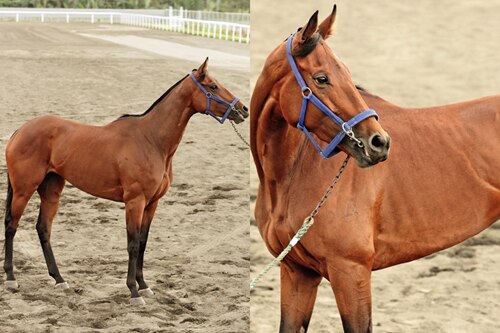 The art of breeding champion racehorses