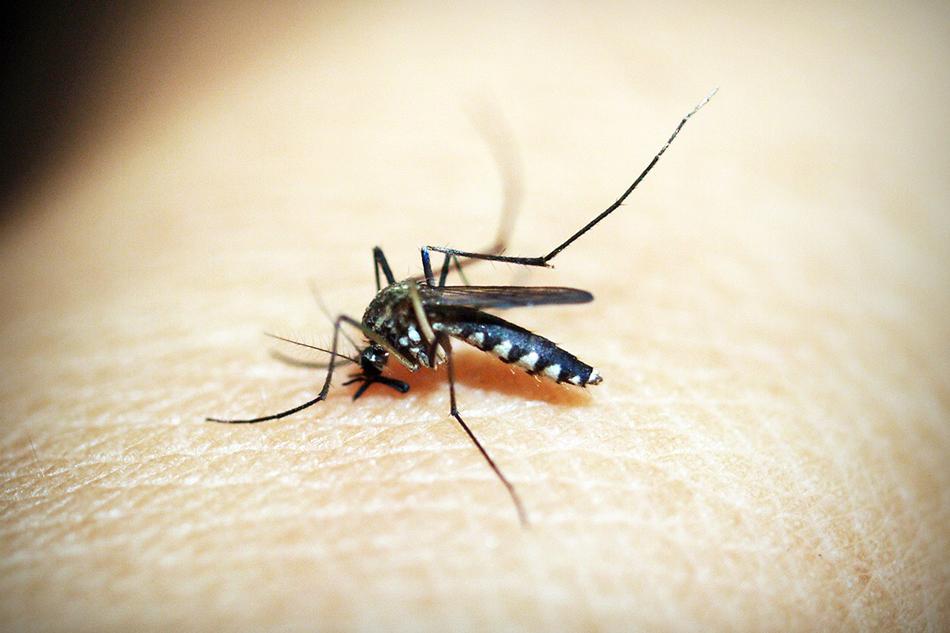 Dengue Alert Here’s How To Be Protected From The Deadly Disease Abs Cbn News