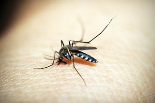 W. Visayas nanguna sa dengue-affected sa unang 7 buwan
