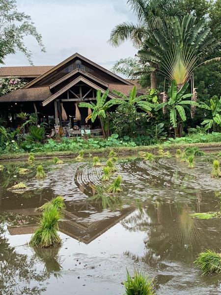 The day lifestyle diva Martha Stewart planted rice in Pampanga 16