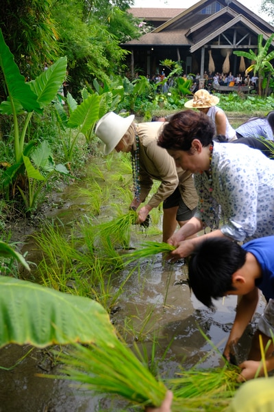 The day lifestyle diva Martha Stewart planted rice in Pampanga 5