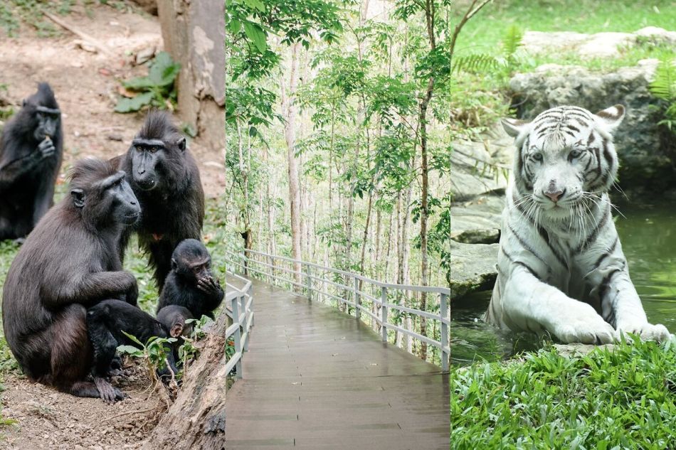 This 170-hectare world-class safari in Cebu will blow you away | Ces and The City