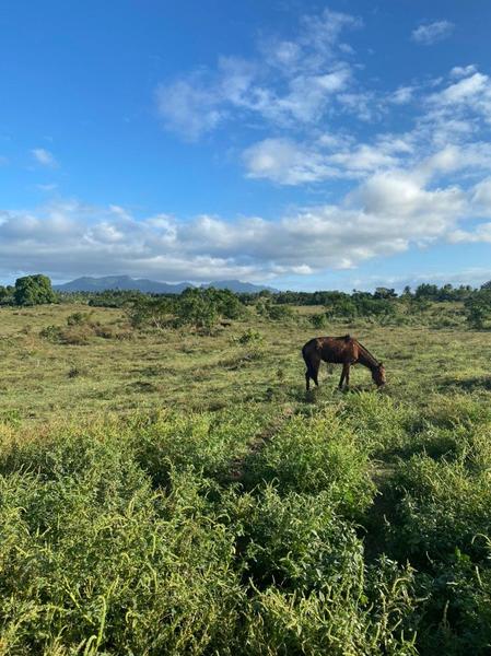 How a team of equestrians helped rescue Taal’s horses forced to stay behind 3