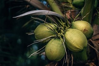 Virgin coconut oil trial for probable COVID-19 cases to finish by Oct. 16