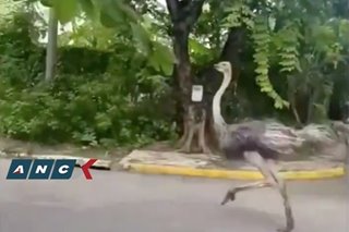 PAWS says ostriches in video looked terrified and sickly, condemns keeping wildlife as pets
