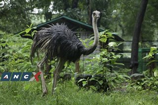 Backstory of runaway ostriches revealed—after one of them dies and becomes adobo