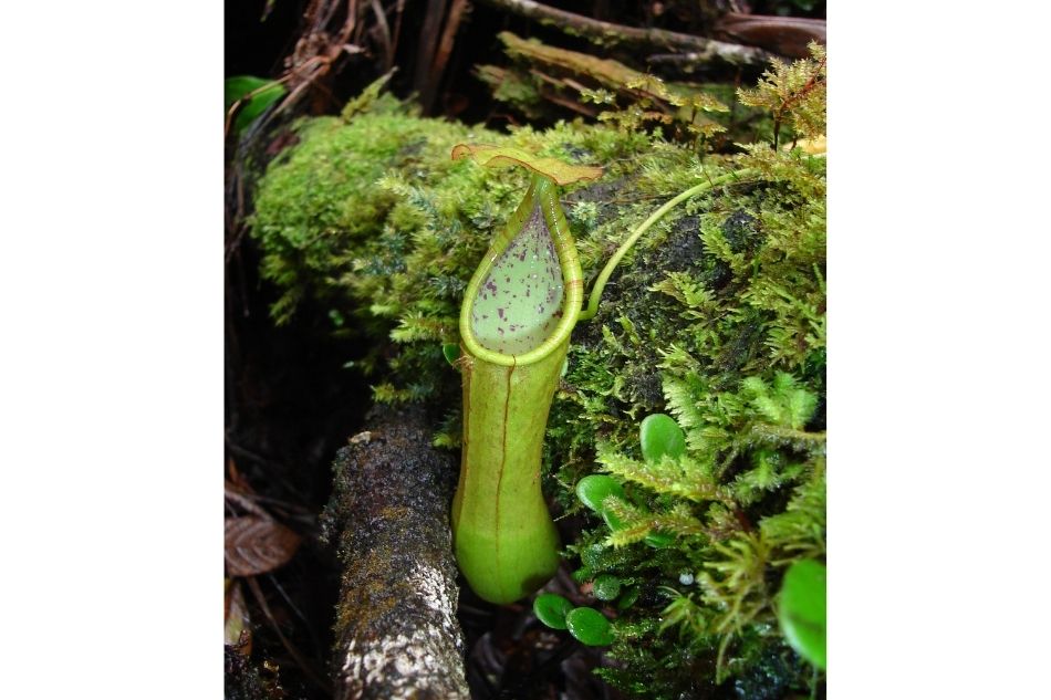 Poachers, beware: Collecting these 10 plant species from the wild is against the law 12