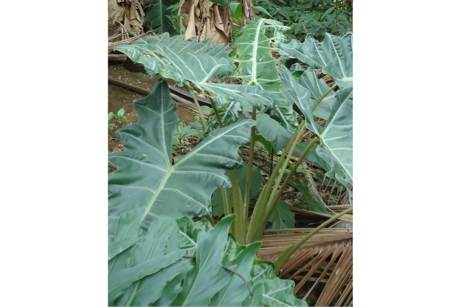 Poachers, beware: Collecting these 10 plant species from the wild is against the law 8