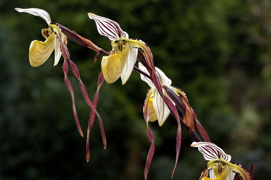 Poachers, beware: Collecting these 10 plant species from the wild is against the law 11