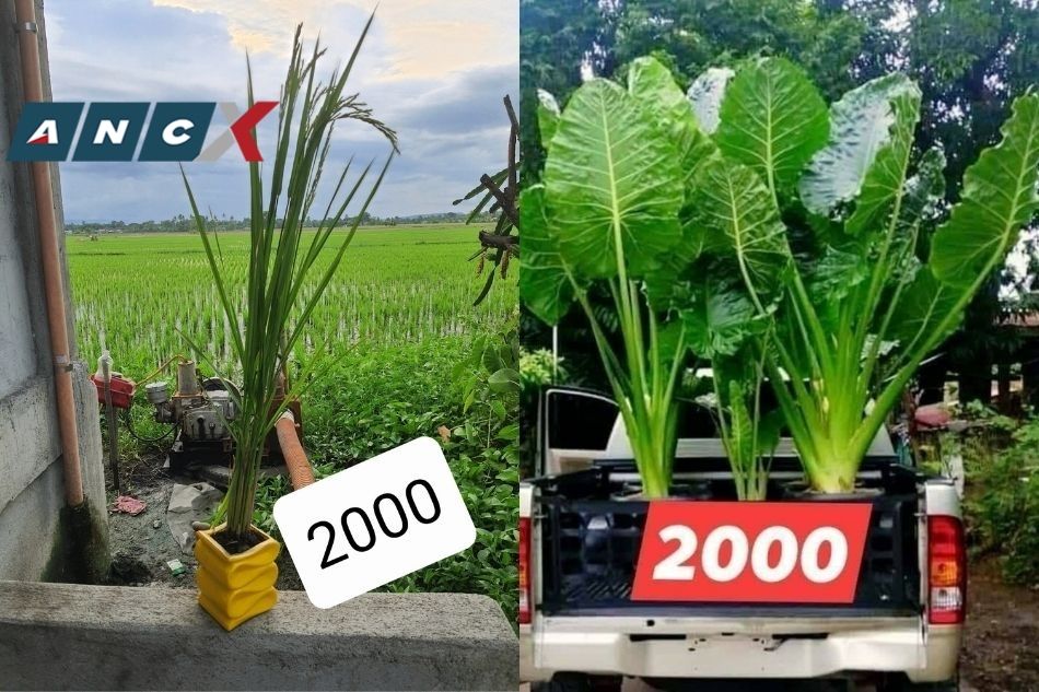 If you can buy a pricey plant, you can afford this palay-in-a-pot to help our farmers 2