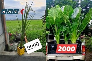 If you can buy a pricey plant, you can afford this palay-in-a-pot to help our farmers