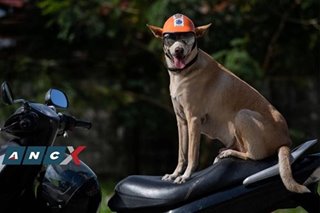 This star aspin has been his human’s bike buddy, contest partner, life protector for 11 years