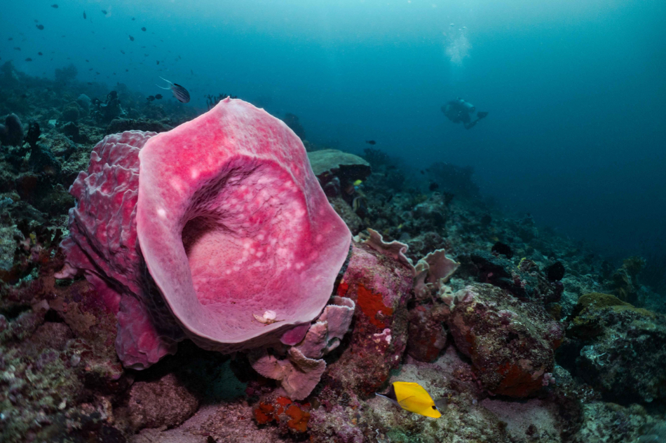 Underwater shot by Ganden Medved-Po
