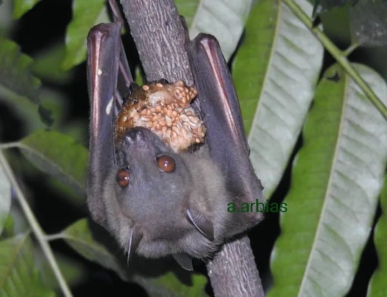Bat eating hawili figs
