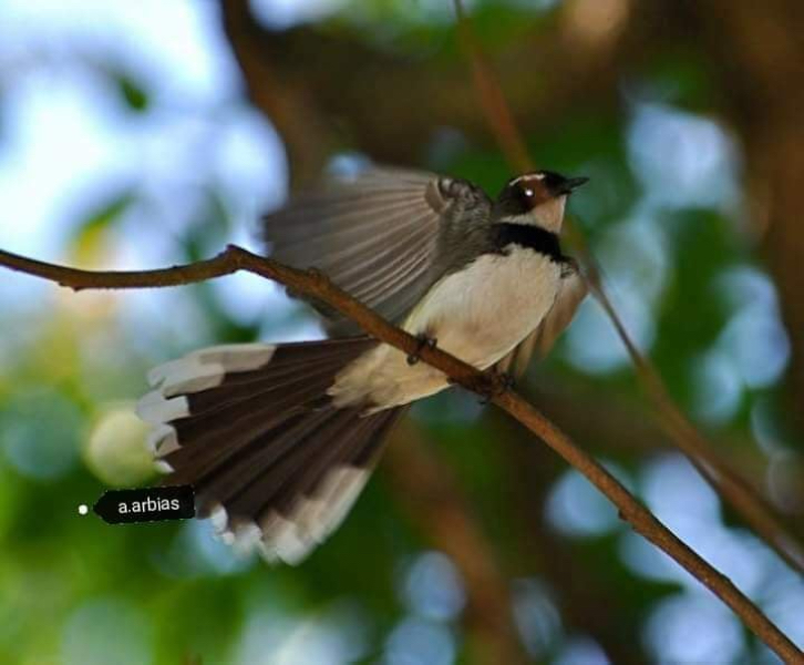 Philippine pied fantail or Maria kapra 