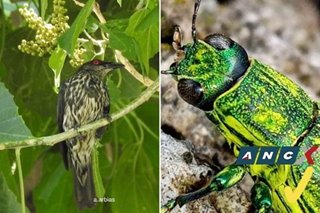 Rare animals visit this plant collector’s Cubao garden