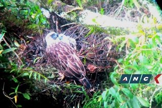 Conservationists: ‘Stop cutting of trees’ in Philippine eagle sanctuary
