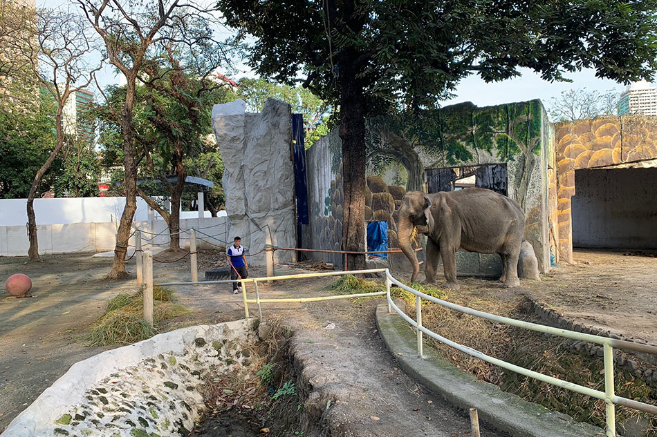 Manila Zoo: From dirty and dated to scrubbed and modern | ABS-CBN News