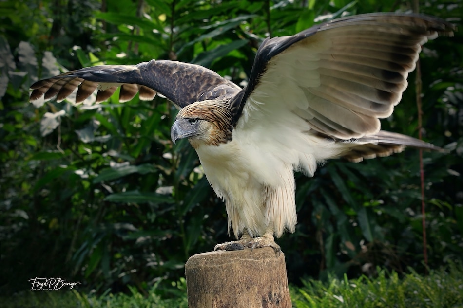 Philippine Eagle photo by Floyd Bermejo