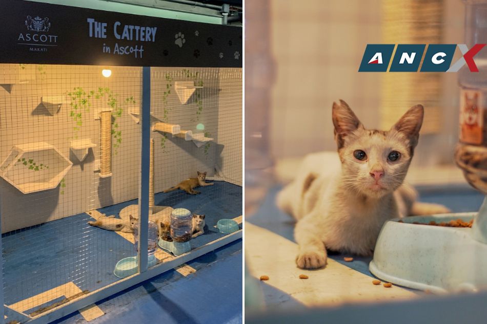 Ascott Makati staff builds home for area’s stray cats 2
