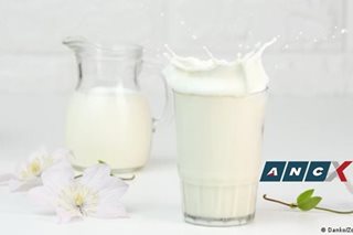 Drinking milk didn't make us lactose tolerant, study says