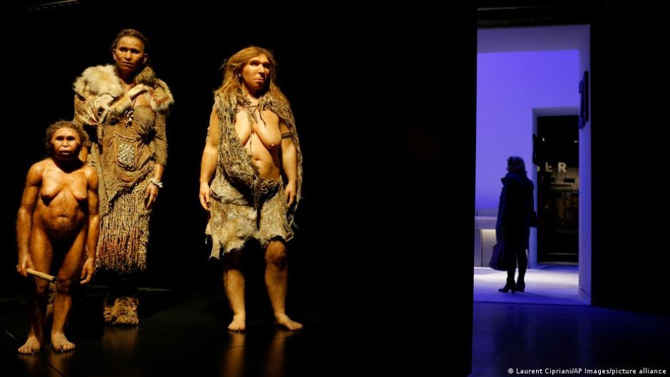 Models representing different stages of female human evolution, including Flores, Homo Sapiens and Neanderthal women