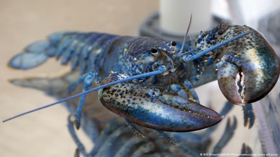 A blue lobster whose coloring is caused by a rare mutation