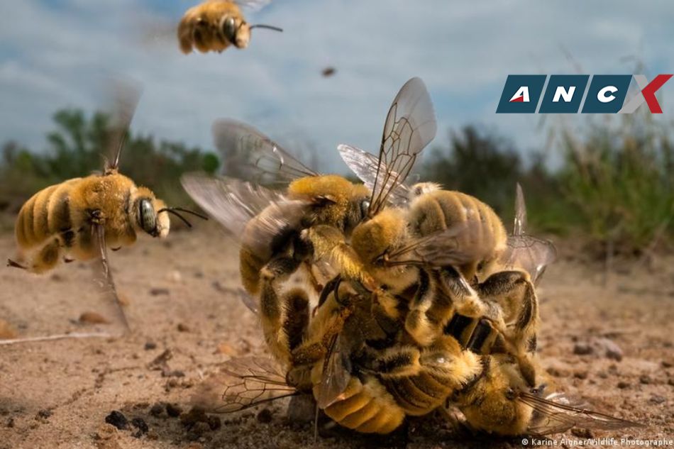 Wildlife photo of the year a &#39;big buzz&#39; 2