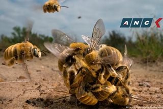 Wildlife photo of the year a 'big buzz'