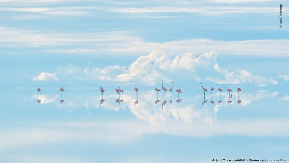 'Heavenly flamingos' by Junji Takasago