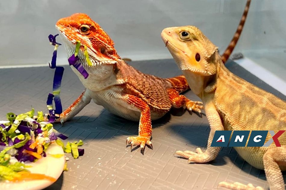 Bearded Dragons For Sale - Pet Central - Pet Central