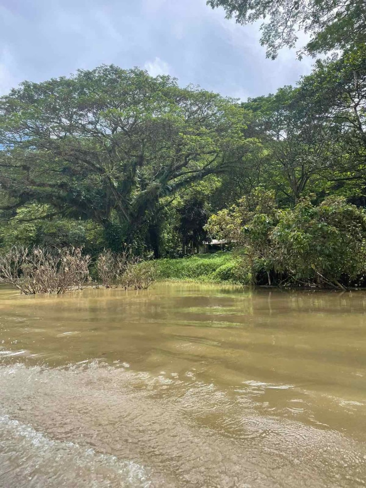 A view of the Tabing Ilog tree from a boat ride going to Pagsanjan Falls. Water level is high a week after typhoon Paeng hit Laguna.