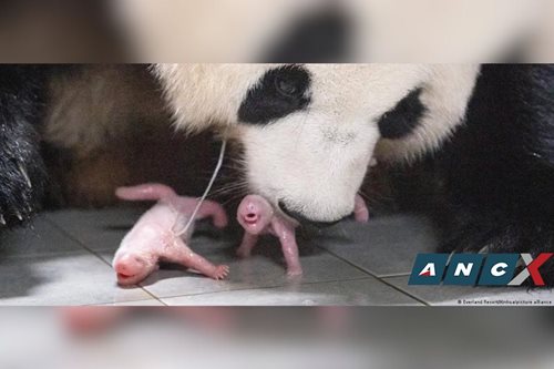 South Korea: Giant panda gives birth to twins in a first