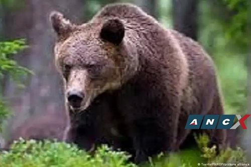 Italy: Killer bear wins again amid prolonged legal fight