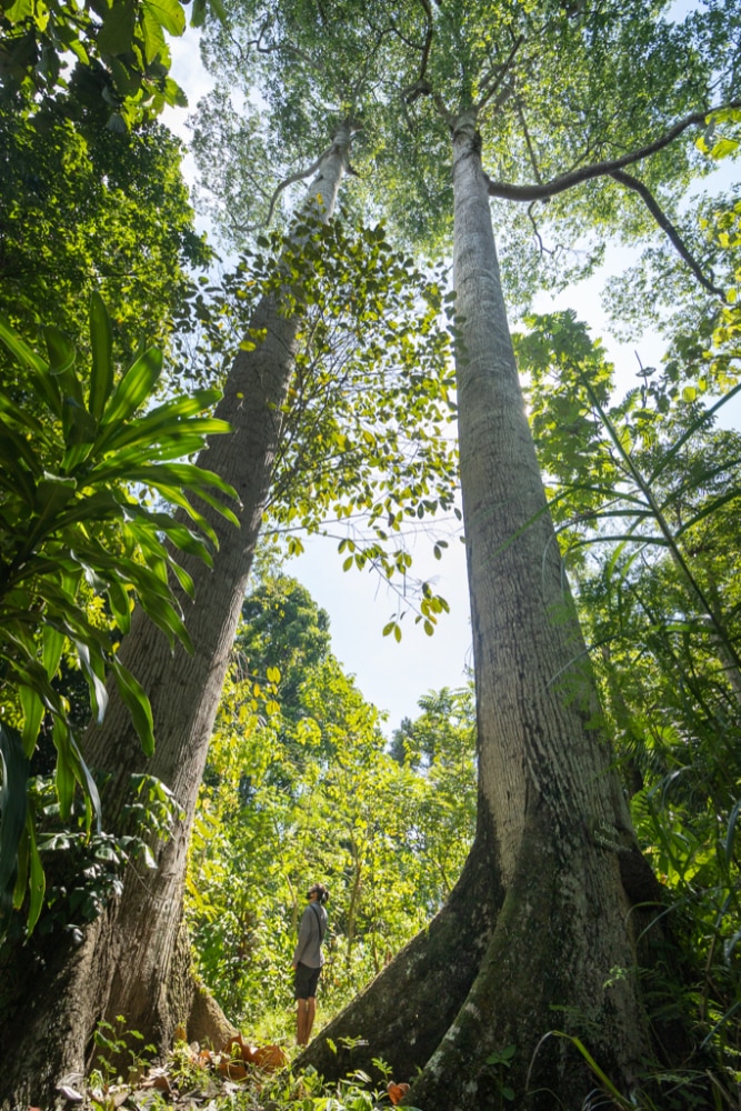 The towering twin towers of White Lauan – a Philippine Native Tree