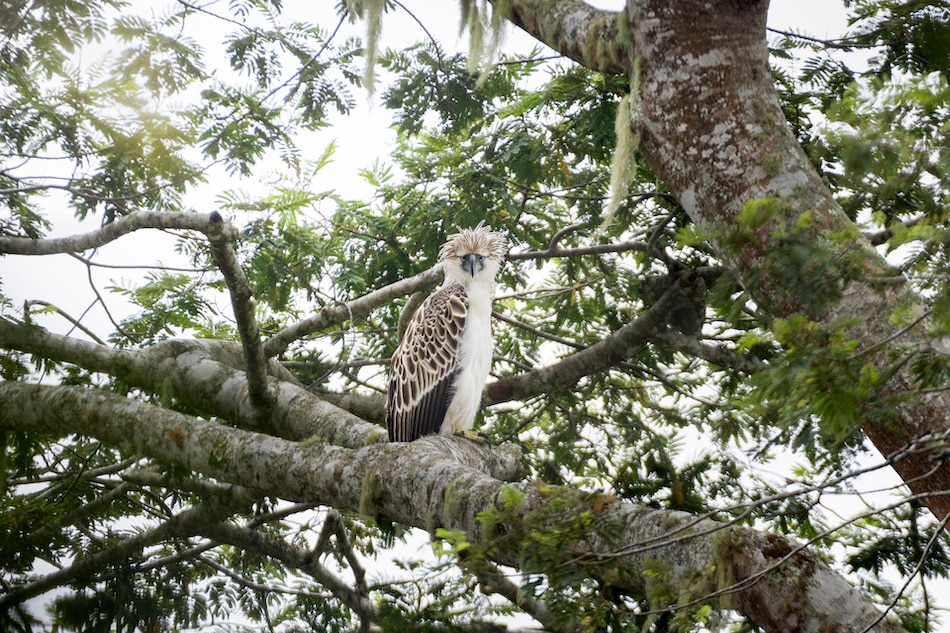The newly-fledged Pamarayeg III, the third offspring of the Philippine Eagle pair in Cinchona Forest Reserve in Bukidnon