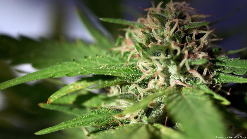 Female cannabis flower buds