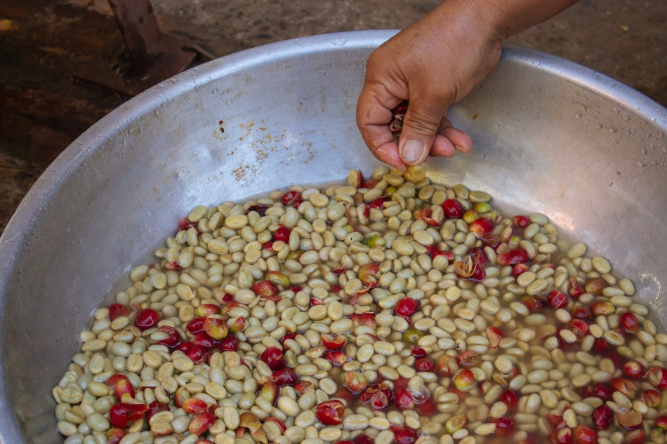 In search of heritage Arabica coffee in the highlands of Sagada 8