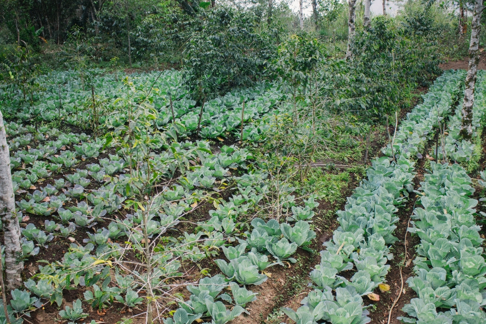 In search of heritage Arabica coffee in the highlands of Sagada 13