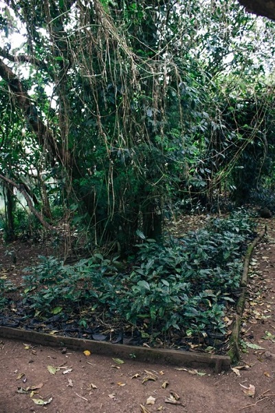 In search of heritage Arabica coffee in the highlands of Sagada 14