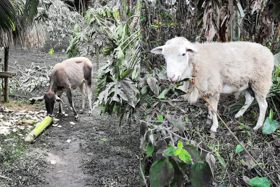 How the farmers of Taal are dusting off the ashes and making the first steps to recovery 12