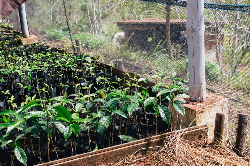 Sample Rare Single Origin Coffees Straight From Our Local Farmers In This 3 Day Coffee Festival Abs Cbn News