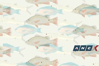 From maya-maya to hasa-hasa: Our local fish names and the Pinoy love for reduplication