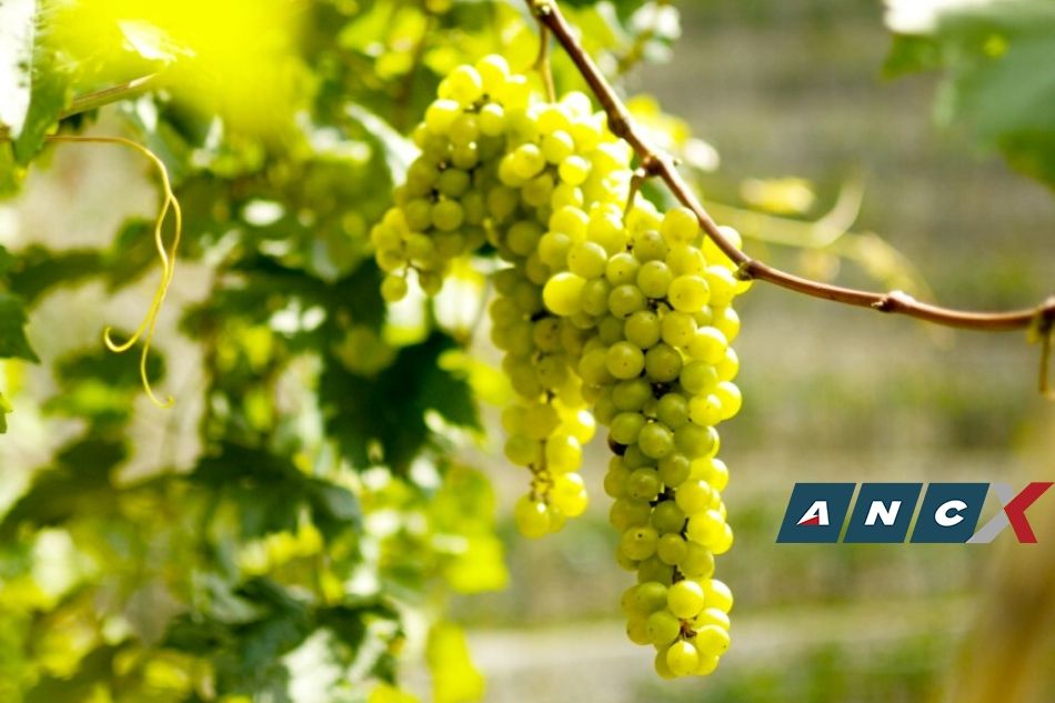 Did you know you can pick grapes this plump in Tagaytay soon? 2