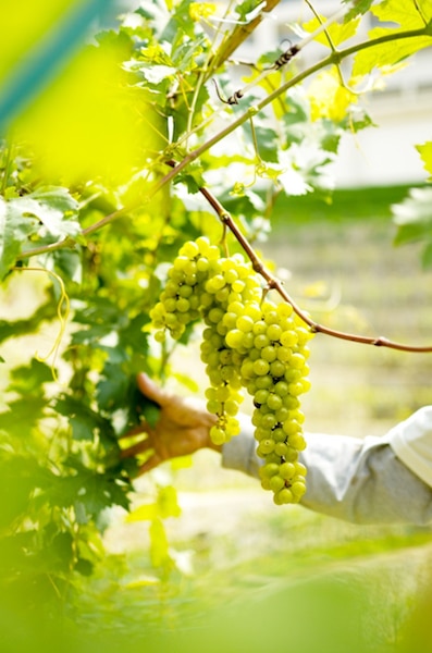 Did you know you can pick grapes this plump in Tagaytay soon? 3