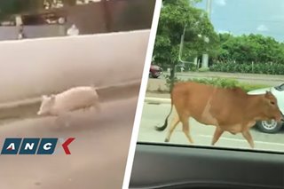 After the QC ostrich chase, traffic-stopping pigs and runaway cows are now filling our feeds